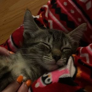 Meet your Posher, Sydney